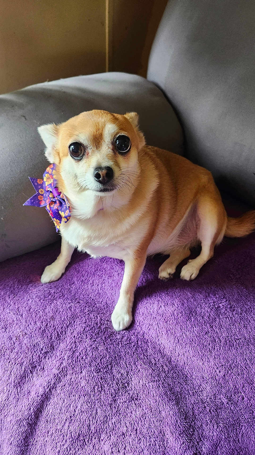 Bell joined the competition — help win amazing prizes! dog, small_dog, tan_dog, purple_bow, pet, indoor, couch, purple_blanket, cute, animal, fur, sitting, looking, ears, whiskers, nose, eyes, tail, companion, domestic_animal