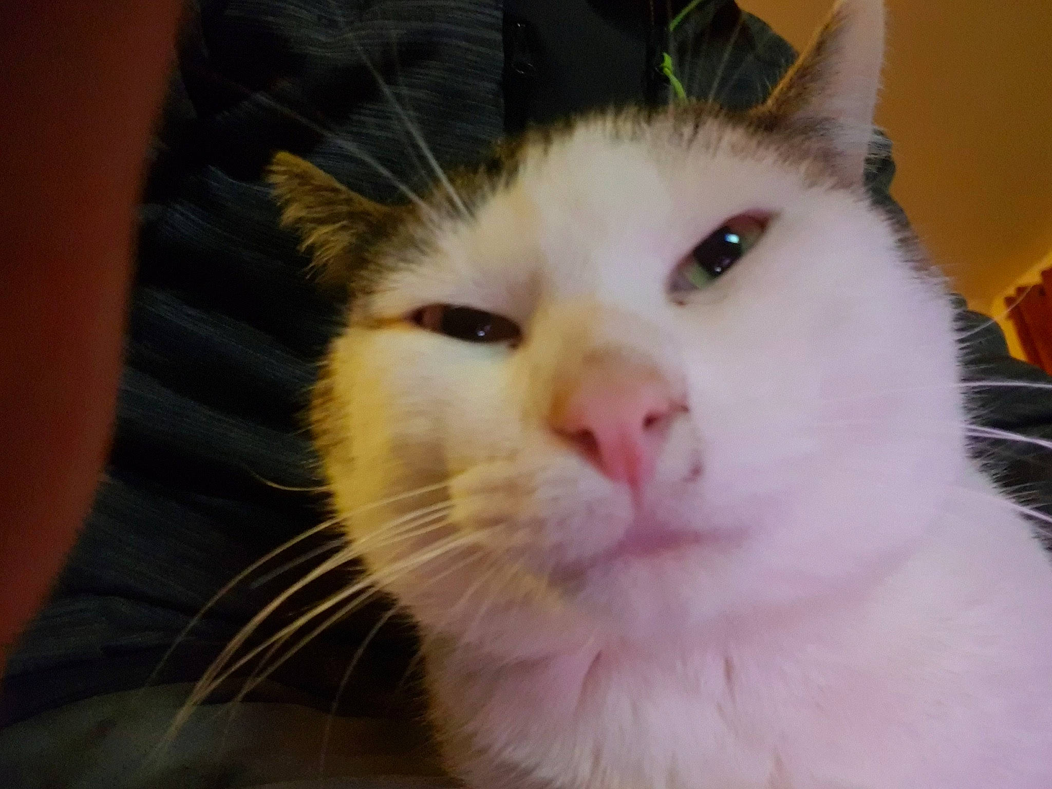 Choupi participe au concours pour gagner de l'argent avec cette photo : carnivore, cat, domestic_short_haired_cat, eye, felidae, fur, head, paw, small_to_medium_sized_cats, snout, tail, whiskers