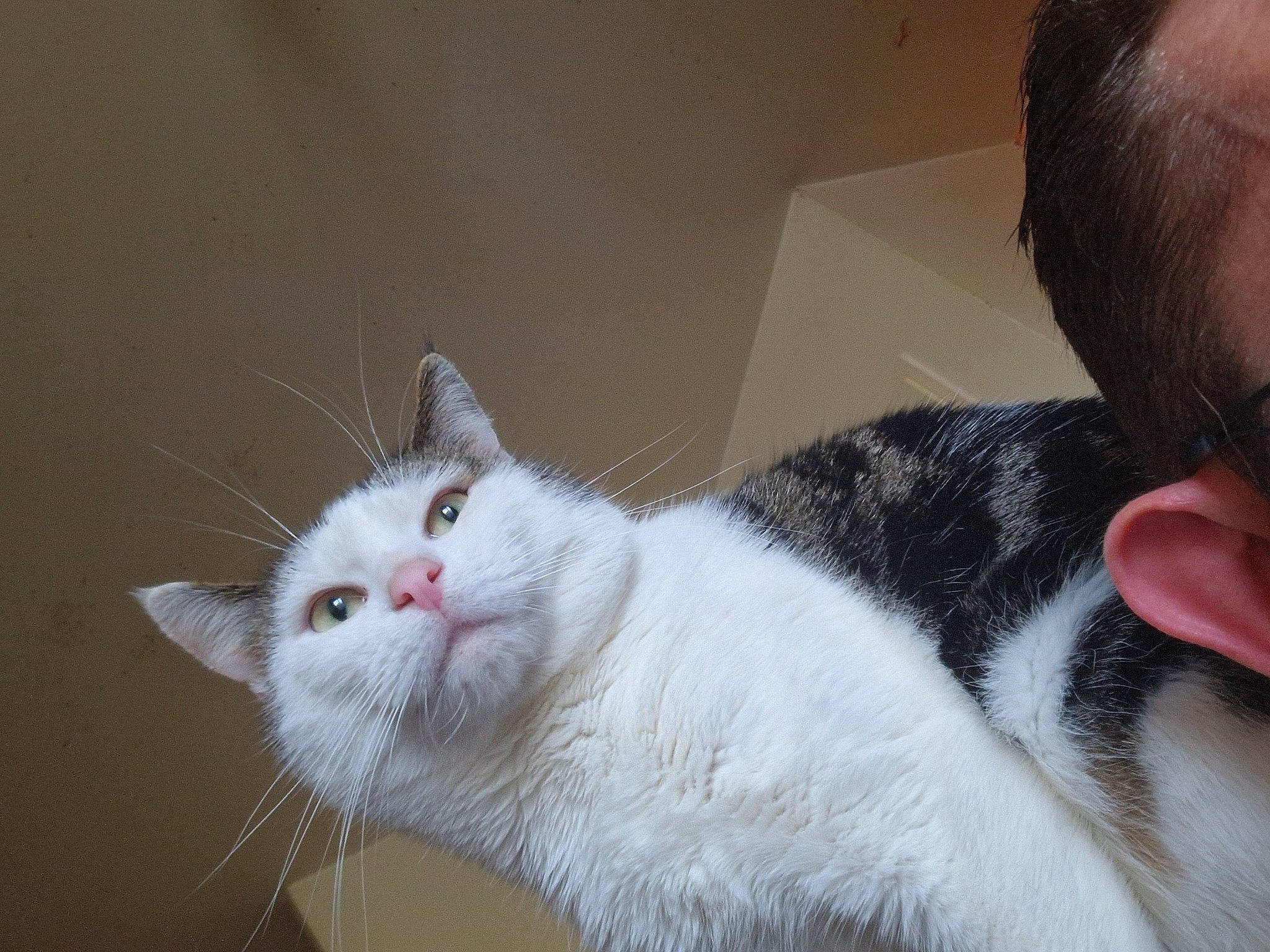 Choupi a rejoint le concours — aidez-le/la à gagner de superbes lots ! carnivore, cat, claw, comfort, domestic_short_haired_cat, felidae, fur, paw, small_to_medium_sized_cats, snout, tail, whiskers