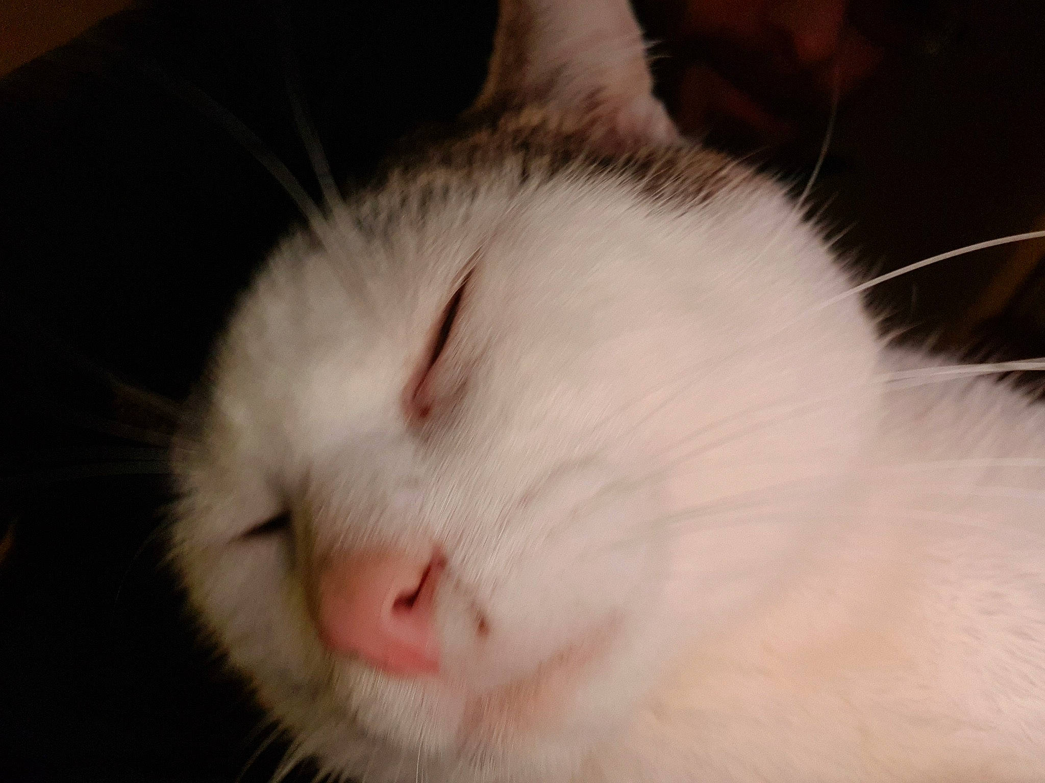 Choupi a rejoint le concours — aidez-le/la à gagner de superbes lots ! carnivore, cat, comfort, ear, fawn, felidae, fur, nap, sleep, small_to_medium_sized_cats, snout, tail, terrestrial_animal, whiskers