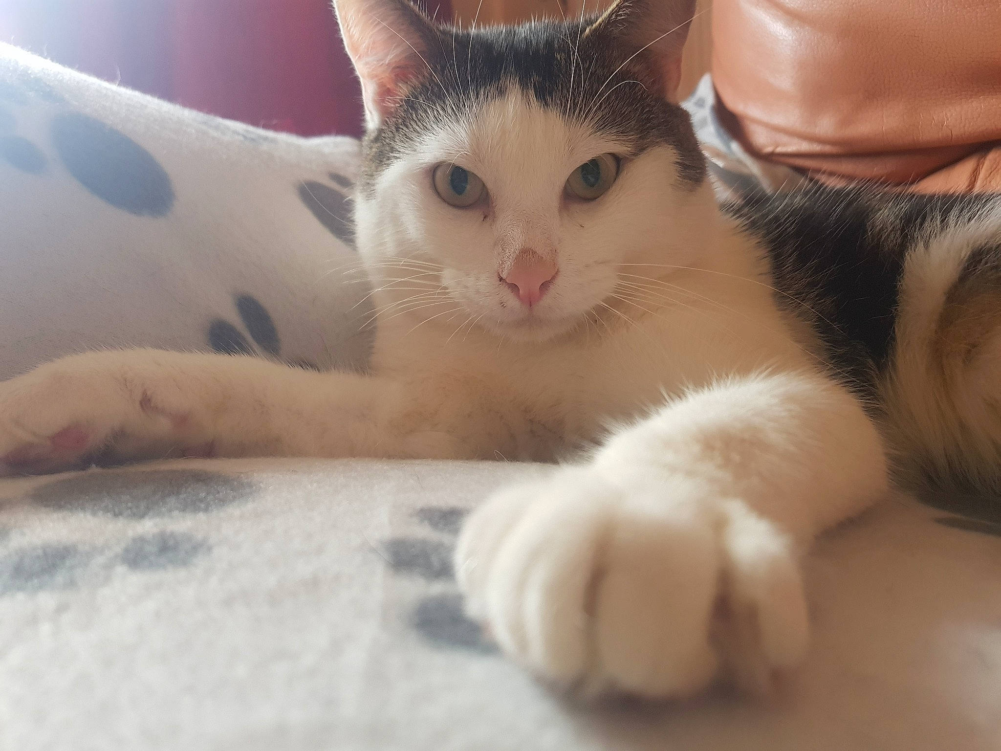 Choupi participe au concours pour gagner de l'argent avec cette photo : carnivore, cat, claw, comfort, domestic_short_haired_cat, fawn, felidae, foot, fur, nap, paw, small_to_medium_sized_cats, snout, tail, whiskers, window