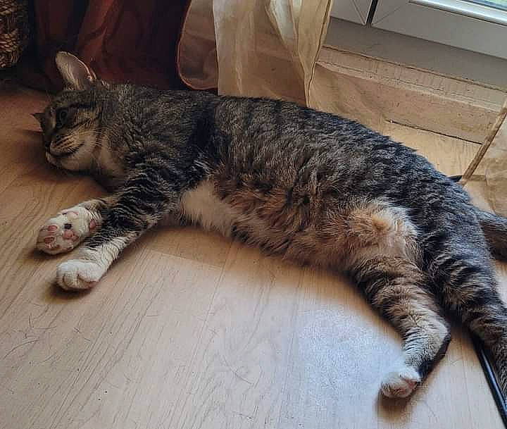 Oliver participe au concours pour gagner de l'argent avec cette photo : carnivore, cat, claw, comfort, domestic_short_haired_cat, felidae, floor, flooring, fur, grey, hardwood, metal, nap, paw, small_to_medium_sized_cats, snout, tail, terrestrial_animal, whiskers, wood