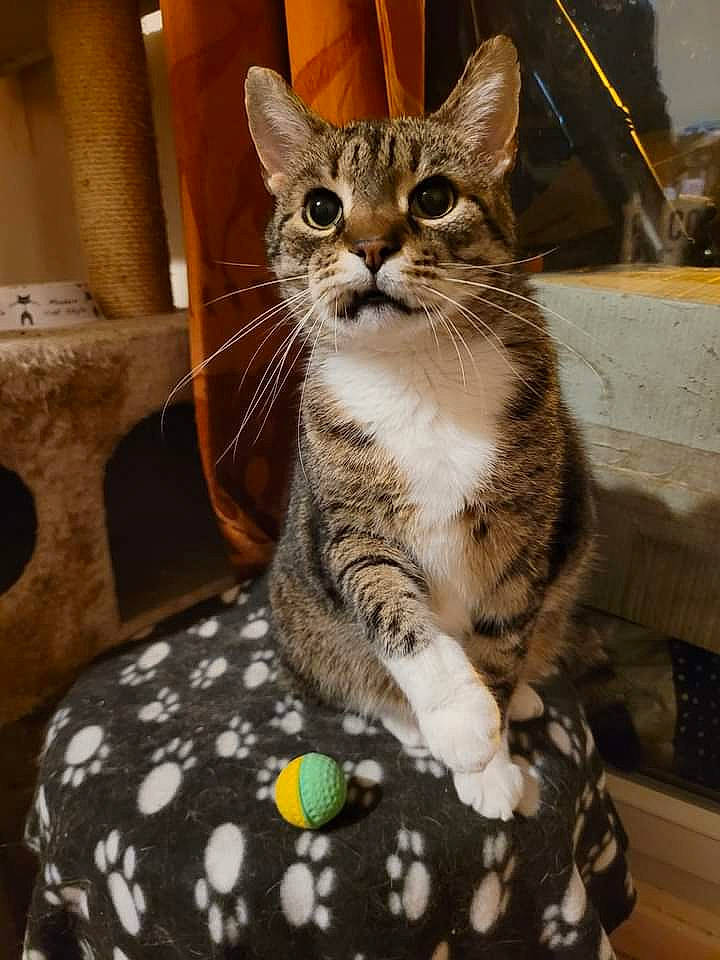 Oliver participe au concours pour gagner de l'argent avec cette photo : carnivore, cat, claw, comfort, domestic_short_haired_cat, felidae, fur, pattern, paw, sitting, small_to_medium_sized_cats, snout, tail, terrestrial_animal, whiskers, window