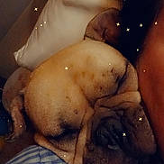 Sunny participe au concours pour gagner de l'argent avec cette photo : brown, calm, checkered, close_up, companion, cozy, cute, dog, ear, fabric, indoor, nap, pet, pillow, resting, sleeping, snout, soft_lighting, stars, wrinkled_skin