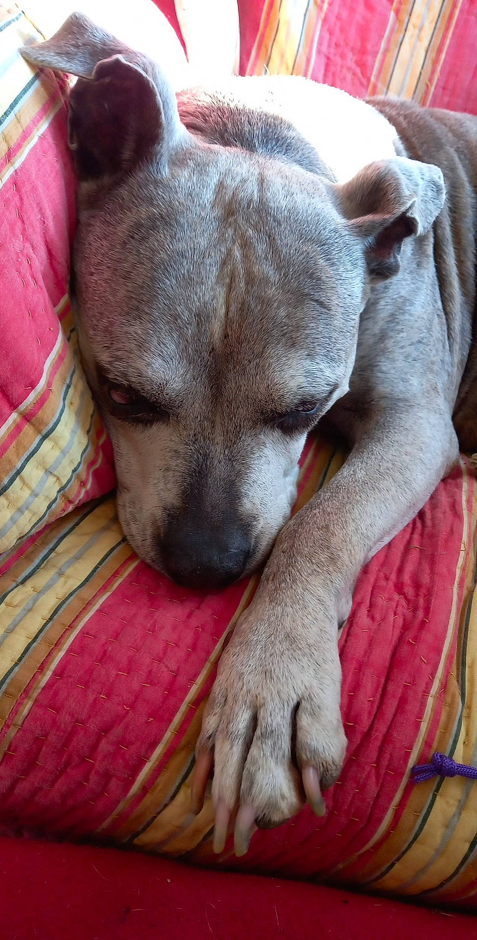 Dyna participe au concours pour gagner de l'argent avec cette photo : canidae, carnivore, comfort, companion_dog, dog, dog_breed, fawn, foot, fur, grey, linens, nap, non_sporting_group, sleep, snout, sporting_group, terrestrial_animal, toy_dog, whiskers, working_animal