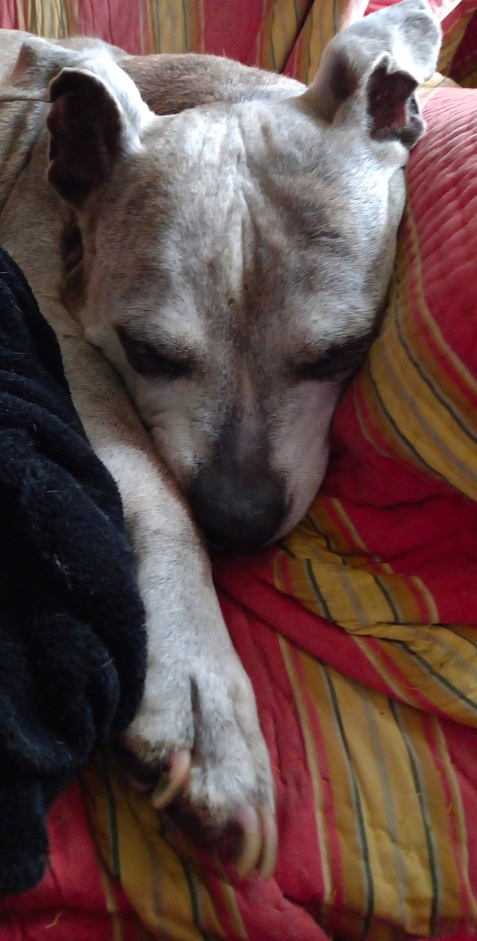 Dyna participe au concours pour gagner de l'argent avec cette photo : bored, canidae, carnivore, comfort, companion_dog, dog, dog_breed, felidae, fur, guard_dog, linens, non_sporting_group, puppy, sporting_group, street_dog, terrestrial_animal, toy_dog, whiskers, working_animal, wrinkle