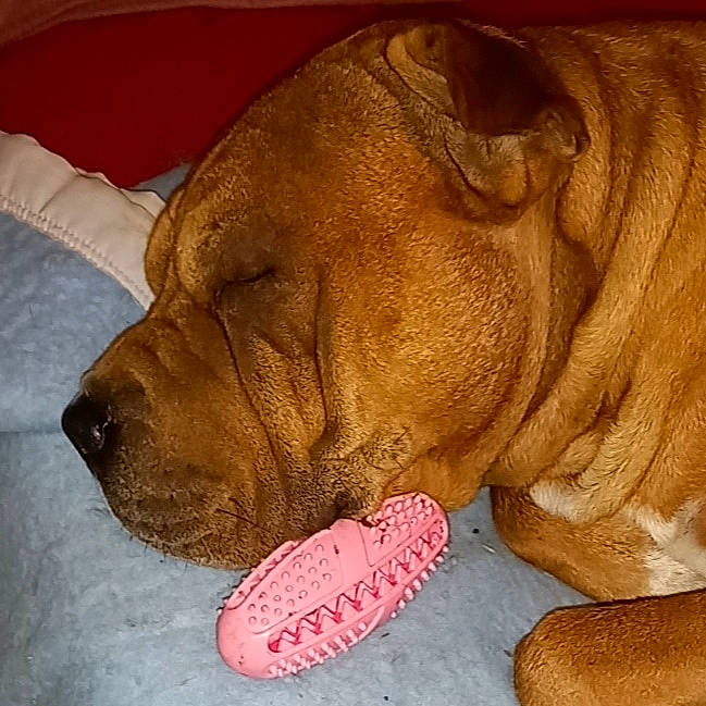 Mr Pompon participe au concours pour gagner de l'argent avec cette photo : canidae, carnivore, collar, comfort, companion_dog, dog, dog_breed, dog_collar, dog_supply, fawn, foot, fur, liver, paw, pet_supply, snout, sporting_group, whiskers, working_animal, wrinkle