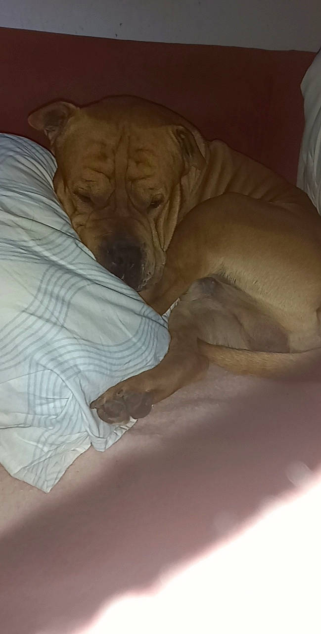 Mr Pompon participe au concours pour gagner de l'argent avec cette photo : art, bedding, canidae, carnivore, comfort, companion_dog, dog, dog_breed, fawn, felidae, fur, gesture, hardwood, human_leg, linens, snout, sporting_group, whiskers, wood, wrinkle