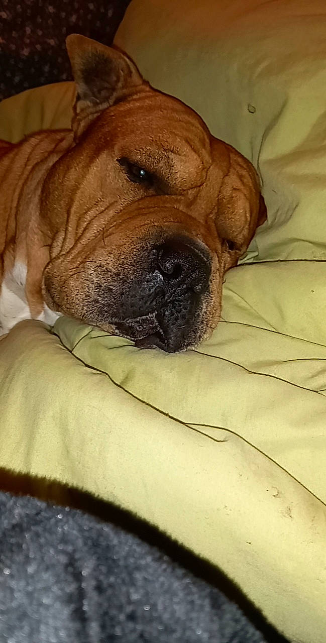 Mr Pompon a rejoint le concours — aidez-le/la à gagner de superbes lots ! bored, canidae, carnivore, comfort, companion_dog, dog, dog_breed, dog_supply, fawn, liver, molosser, ori_pei, shar_pei, snout, sporting_group, terrestrial_animal, whiskers, working_animal, working_dog, wrinkle