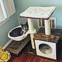 cat, cat_tree, hammock, scratching_post, toy, feather_toy, indoor, wood_floor, window, light_blue_wall, pet, feline, collar, resting, plush, furniture, cozy, home, comfortable, animal