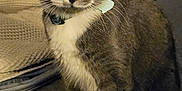 Gatzby is registered to the contest to win money with this photo: cat, gray_cat, white_paws, collar, pet, indoor, couch, furniture, whiskers, alert, sitting, closeup, yellow_eyes, texture, domestic_cat, fur, cute, animal, mammal, looking