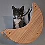 cat, kitten, tuxedo_cat, collar, wooden_furniture, crescent_moon_shape, striped_cushion, indoor, pet, animal, cute, gray_wall, furniture, seated, looking_at_camera, small, young, domestic_cat, household, curious