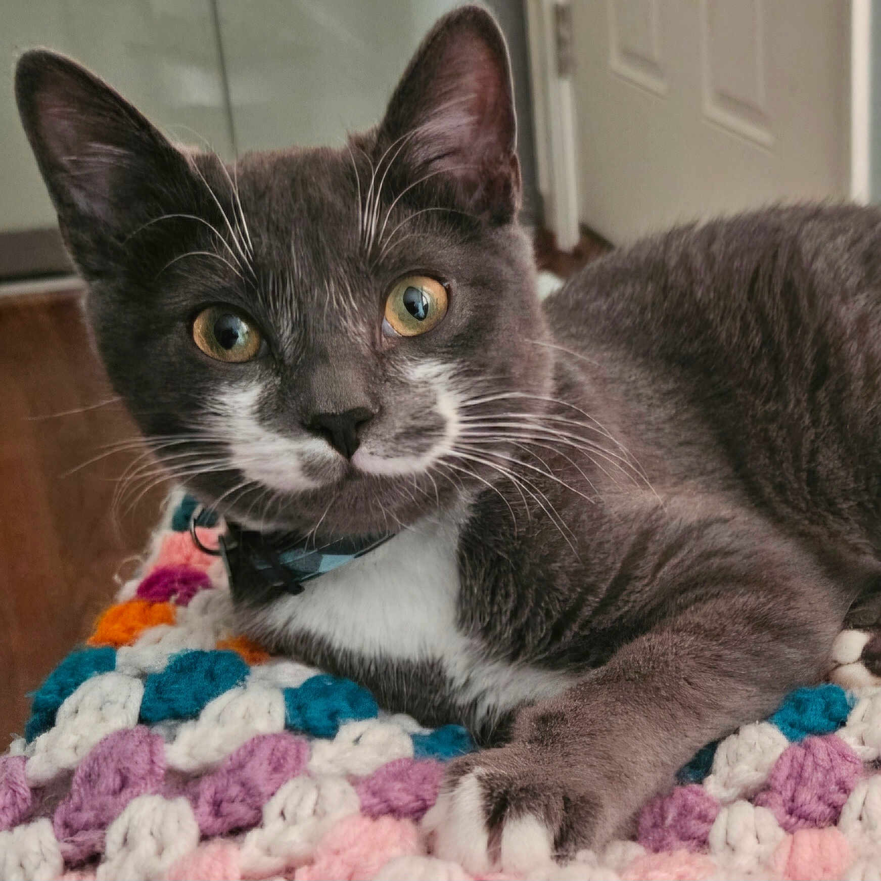 Gatzby joined the competition — help win amazing prizes! animal, cat, closeup, collar, colorful_blanket, cute, domestic_animal, feline, fur, gray_cat, household, indoor, knitted_blanket, paw, pet, portrait, relaxed, whiskers, white_fur, yellow_eyes
