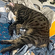 Kati joined the competition — help win amazing prizes! animal, bed, blanket, cat, comfort, cozy, cute, floral_wallpaper, fur, furniture, home, indoor, napping, pet, relaxation, resting, sleeping, soft, striped, tabby