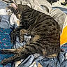 animal, bed, blanket, cat, comfort, cozy, cute, floral_wallpaper, fur, furniture, home, indoor, napping, pet, relaxation, resting, sleeping, soft, striped, tabby