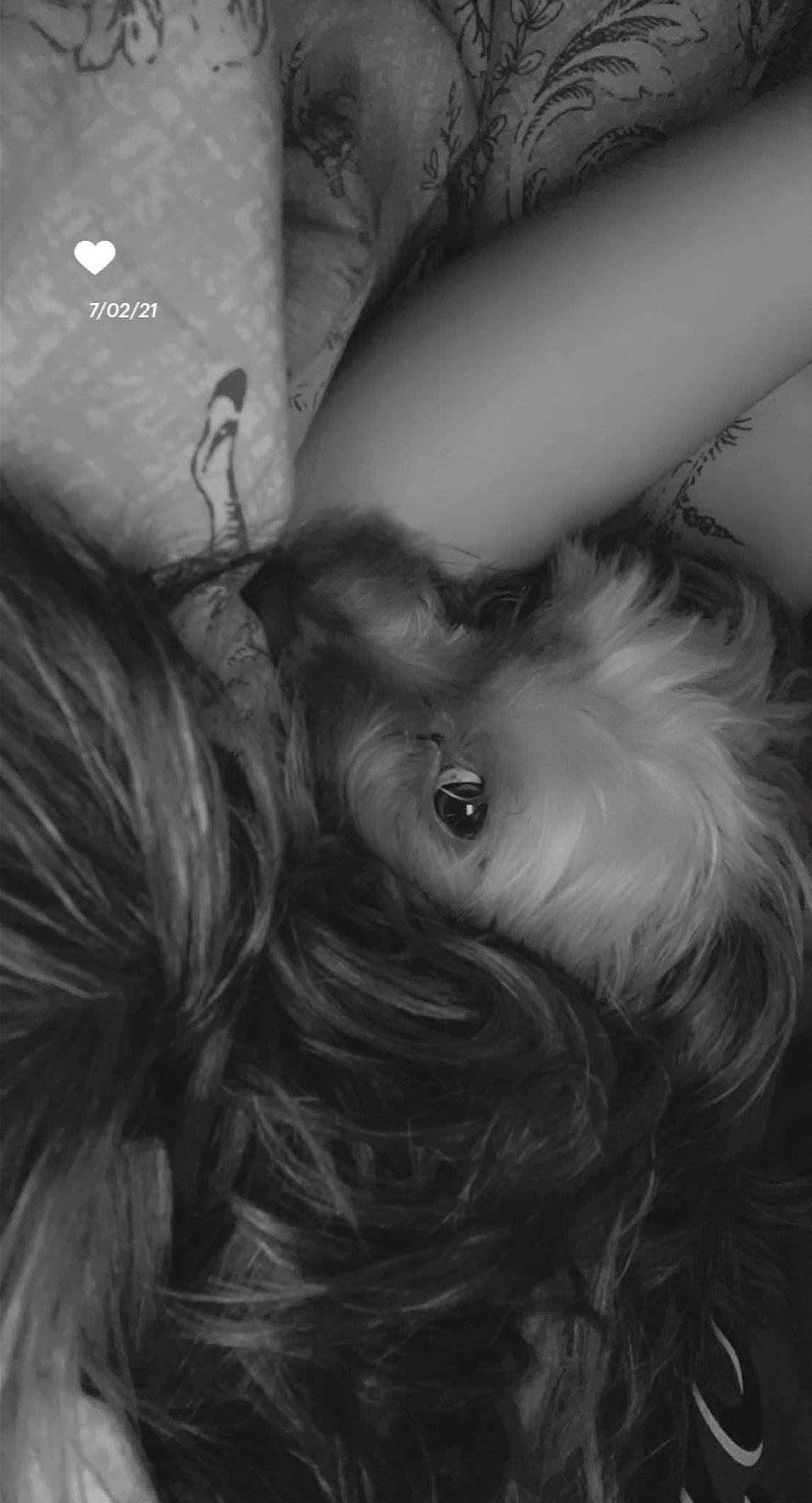 Pouchka participe au concours pour gagner de l'argent avec cette photo : black_and_white, close_up, comfort, companion_dog, dog, dog_breed, dress, eye, eyelash, flash_photography, gesture, grey, happy, head, jaw, liver, long_hair, monochrome_photography, neck, snout