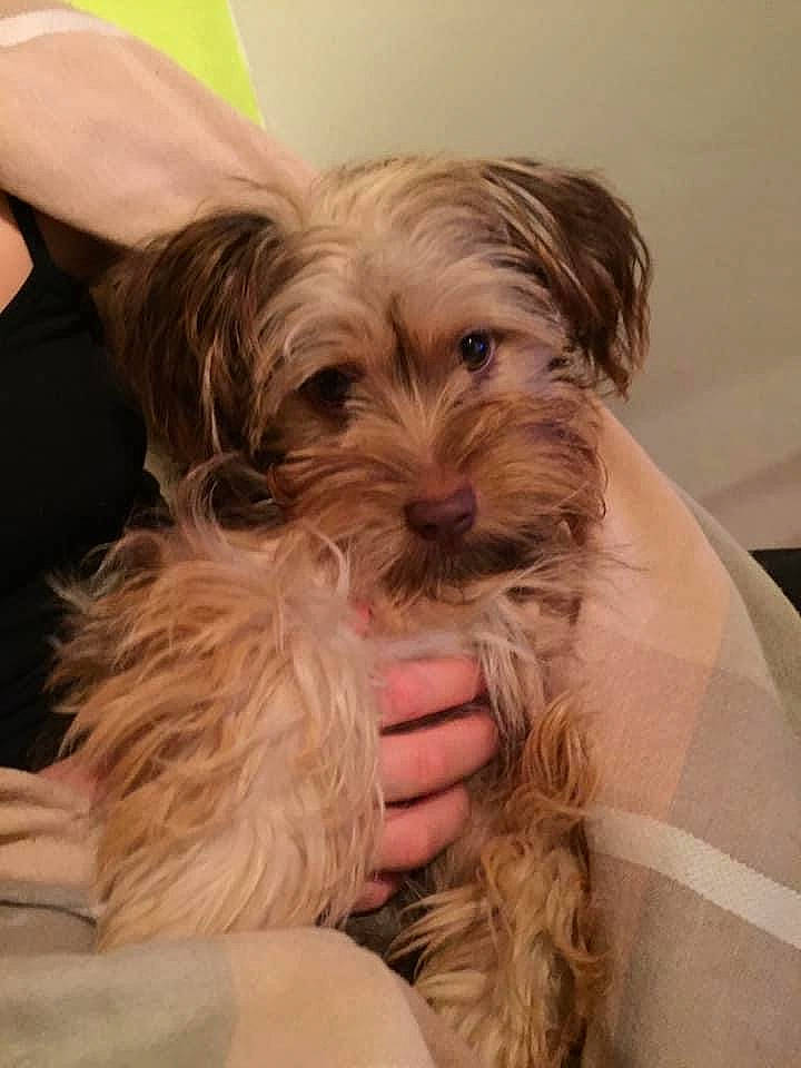 Pouchka participe au concours pour gagner de l'argent avec cette photo : blond, canidae, carnivore, comfort, companion_dog, dog, dog_breed, dog_supply, ear, fawn, flooring, fur, liver, maltepoo, small_terrier, snout, sporting_group, surfer_hair, toy_dog, working_animal