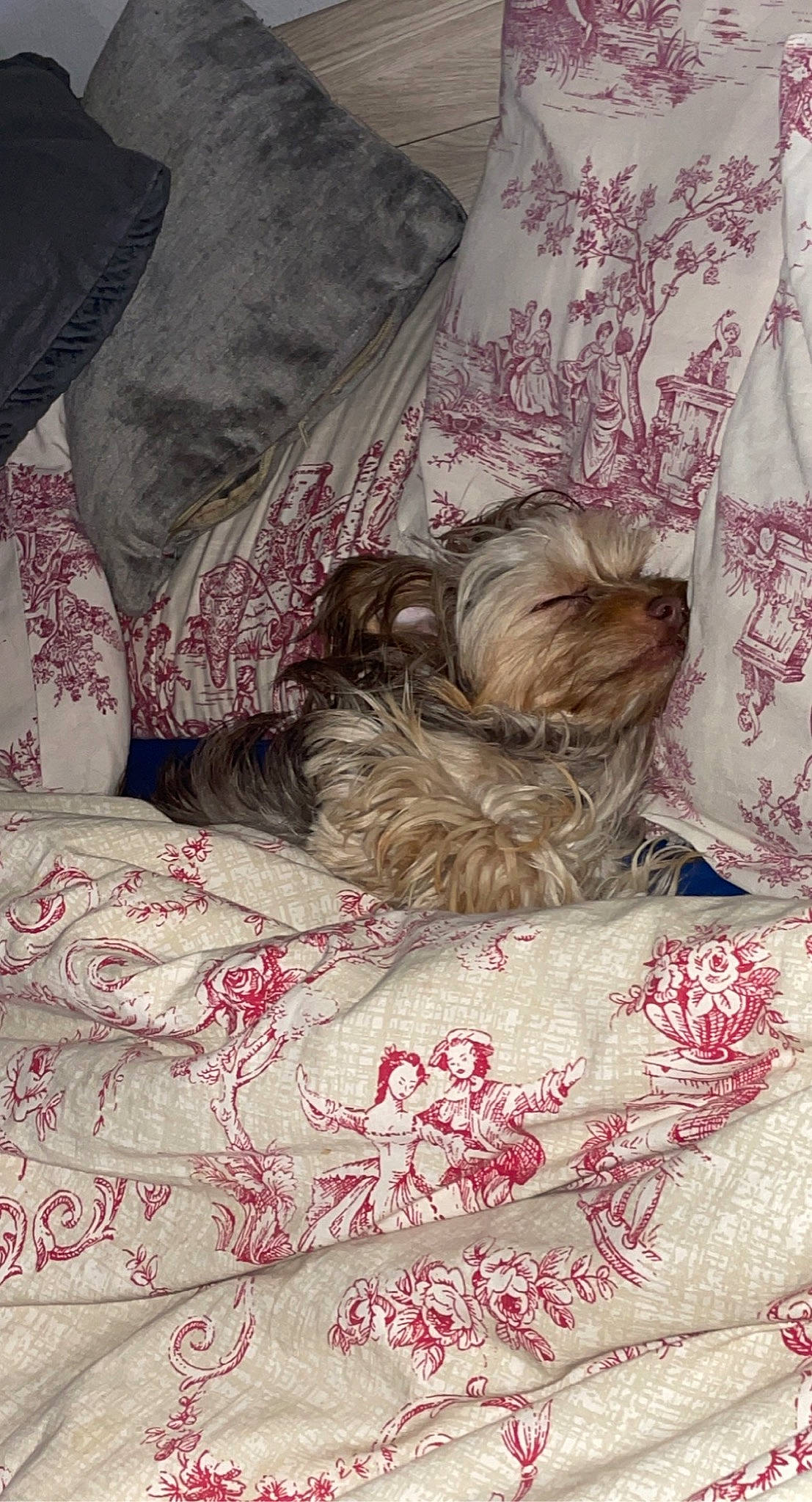 Pouchka a rejoint le concours — aidez-le/la à gagner de superbes lots ! bed, bed_frame, bed_sheet, bedding, bedroom, carnivore, comfort, companion_dog, dog, dog_breed, duvet, fawn, flooring, grey, linens, liver, magenta, pattern, pink, textile