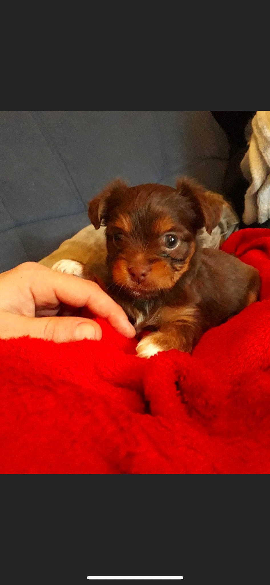 Pouchka a rejoint le concours — aidez-le/la à gagner de superbes lots ! canidae, carnivore, comfort, companion_dog, dog, dog_breed, ear, fawn, fur, gesture, guard_dog, liver, paw, puppy_love, snout, sporting_group, terrestrial_animal, toy_dog, whiskers, working_animal