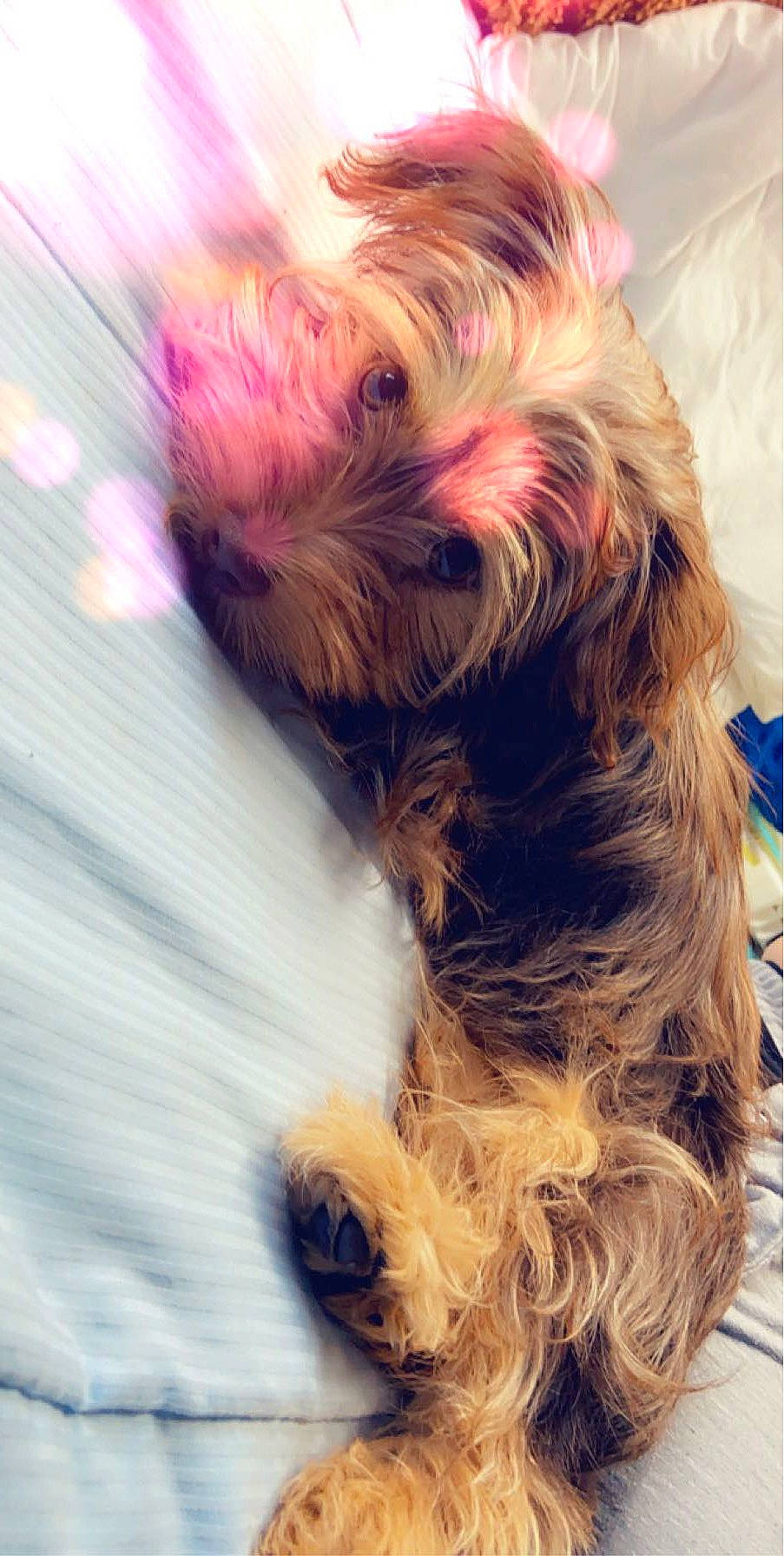 Pouchka a rejoint le concours — aidez-le/la à gagner de superbes lots ! biewer_terrier, blond, canidae, carnivore, companion_dog, dog, dog_breed, dog_supply, fashion_accessory, fawn, fur, hair_coloring, liver, small_terrier, snout, sporting_group, terrier, toy_dog, working_animal, yorkipoo