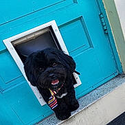 Chucky is registered to the contest to win money with this photo: animal, black_dog, canine, colorful, cute, dog, door, fluffy, friendly, happy, head, looking, outdoor, pet, pet_door, playful, portrait, small_dog, tie, turquoise_door