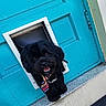 animal, black_dog, canine, colorful, cute, dog, door, fluffy, friendly, happy, head, looking, outdoor, pet, pet_door, playful, portrait, small_dog, tie, turquoise_door
