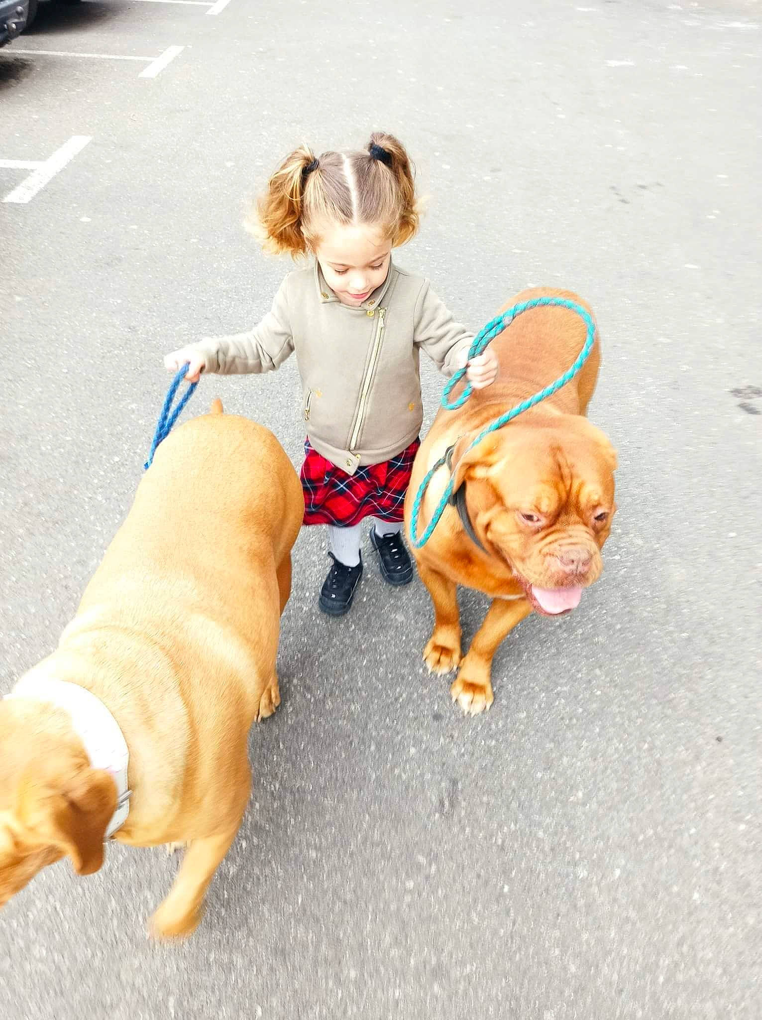 Layana a rejoint le concours — aidez-le/la à gagner de superbes lots ! asphalt, carnivore, collar, companion_dog, dog, dog_breed, dog_clothes, dog_collar, dog_supply, eyewear, fawn, hat, leash, mammal, person, pet_supply, sidewalk, snout, sunglasses, thigh