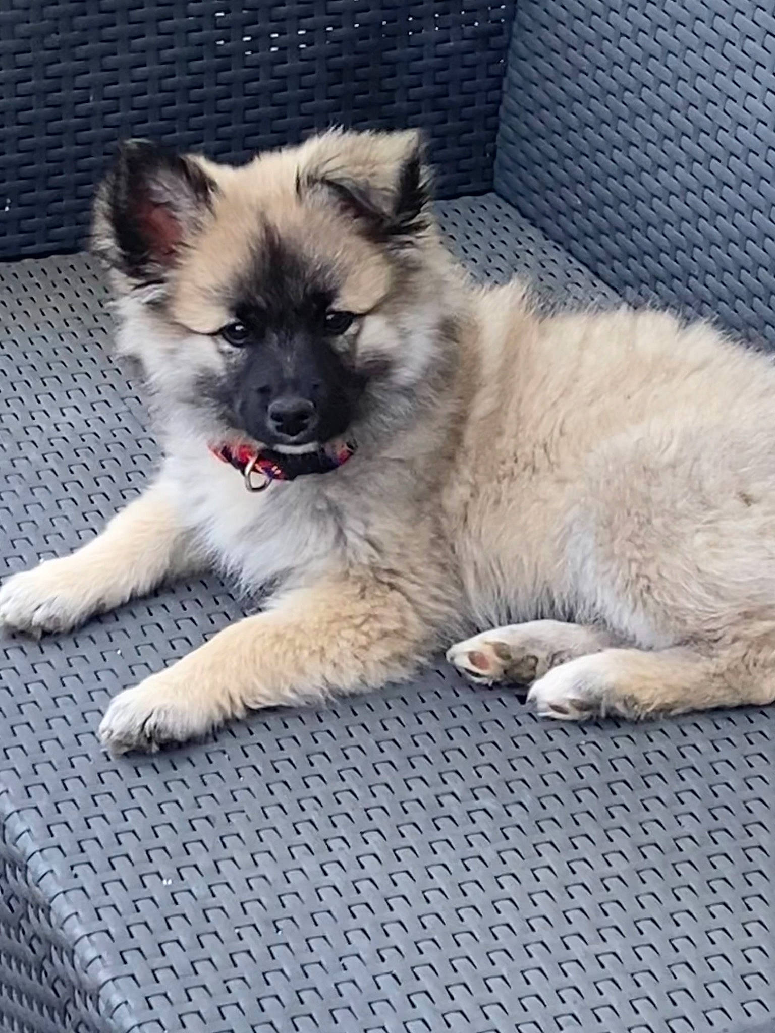 Snoupy participe au concours pour gagner de l'argent avec cette photo : canidae, carnivore, claw, companion_dog, dog, dog_breed, eye, fawn, felidae, fur, non_sporting_group, paw, snout, tail, terrestrial_animal, whiskers