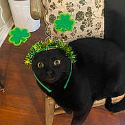 Midnight joined the competition — help win amazing prizes! black_cat, cat, chair, wooden_chair, floral_cushion, green_tinsel, shamrocks, headband, pet, indoor, floor, wood_floor, feline, wide_eyes, celebration, holiday, decoration, animal, cute, surprised