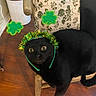black_cat, cat, chair, wooden_chair, floral_cushion, green_tinsel, shamrocks, headband, pet, indoor, floor, wood_floor, feline, wide_eyes, celebration, holiday, decoration, animal, cute, surprised