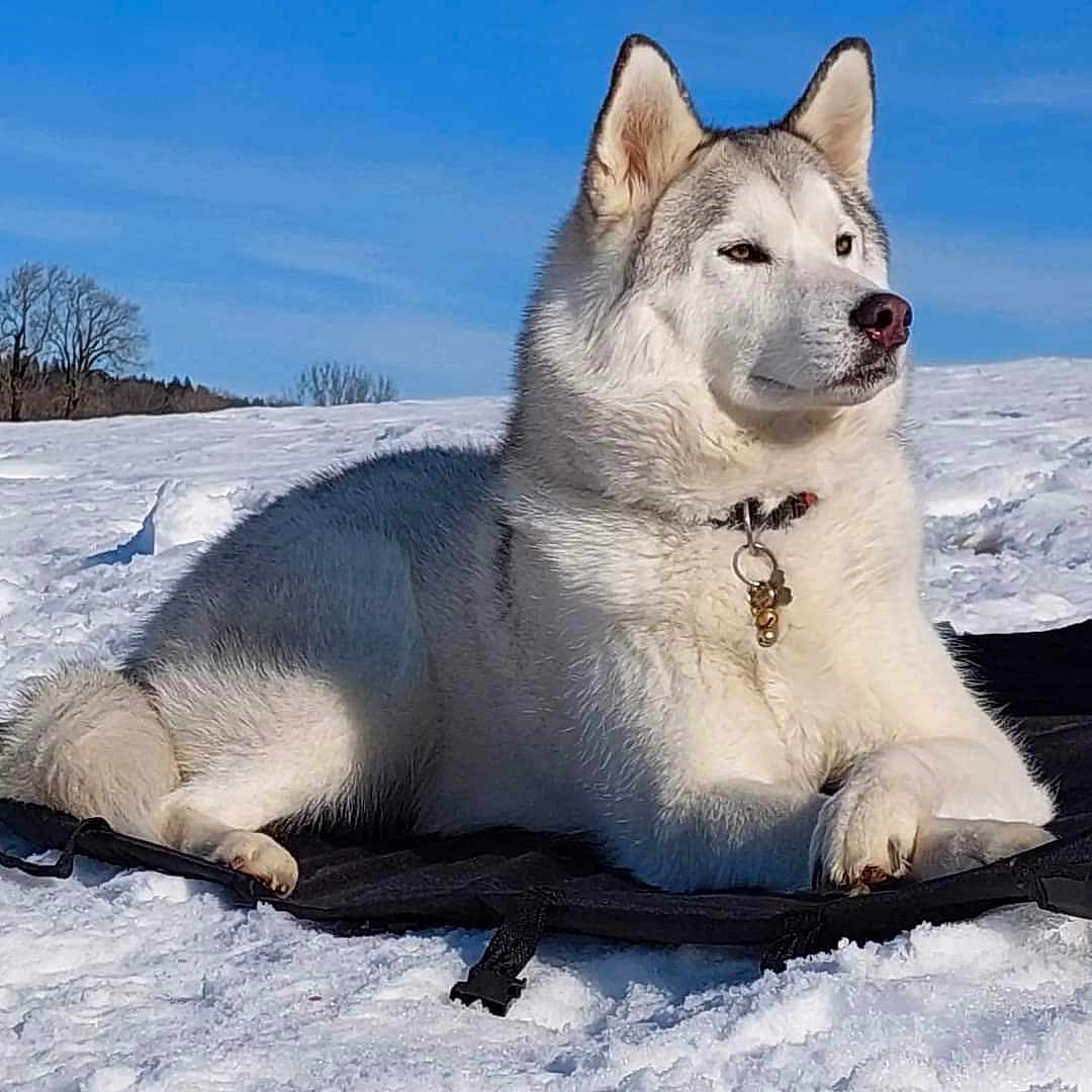 Maïko a rejoint le concours — aidez-le/la à gagner de superbes lots ! dog, husky, siberian_husky, snow, winter, outdoor, sled, sleigh, lying_down, portrait, pet, canine, fur, white_fur, gray_fur, blue_sky, snowy_landscape, collar, tags, daylight