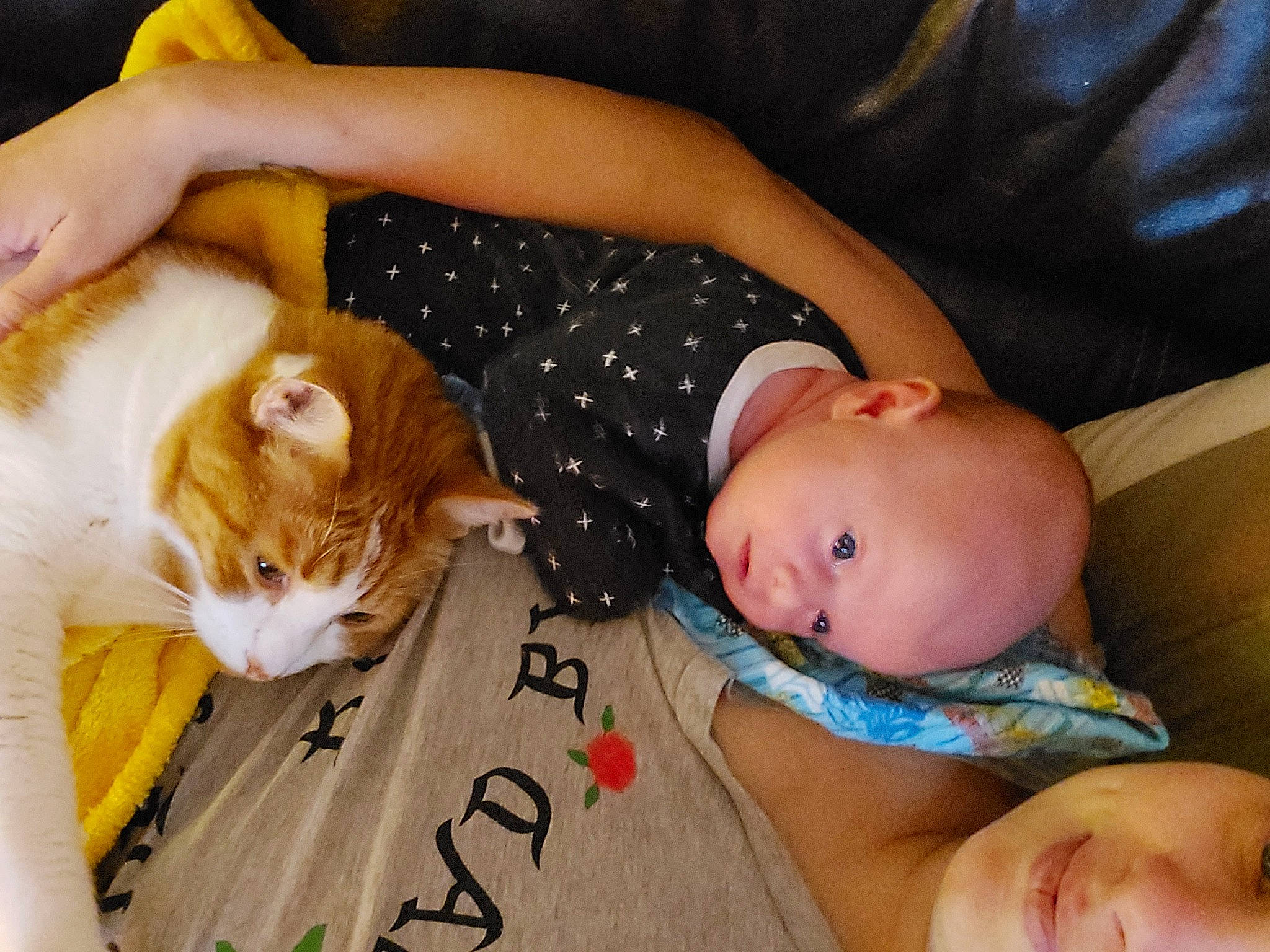 Evander is registered to the contest to win money with this photo: arm, baby, baby_toddler_clothing, carnivore, cat, child, comfort, companion_dog, fawn, felidae, finger, hand, happy, lap, person, small_to_medium_sized_cats, toddler, vertebrate, whiskers, wood