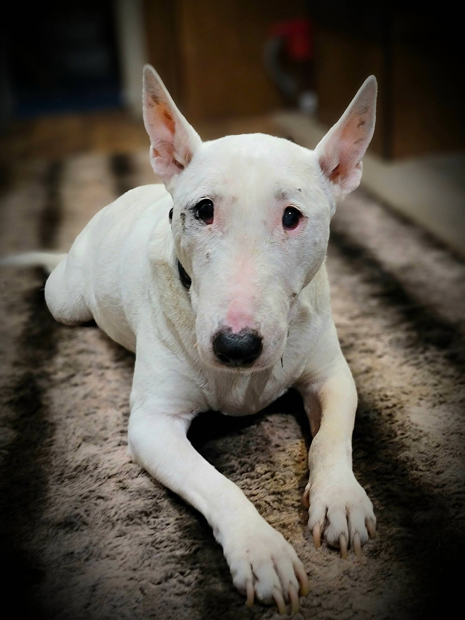 Nana joined the competition — help win amazing prizes! bull_terrier, bull_terrier_miniature, canidae, carnivore, collar, companion_dog, dog, dog_breed, ear, fawn, non_sporting_group, old_english_terrier, paw, pet_supply, snout, sporting_group, terrestrial_animal, terrier, whiskers, working_animal