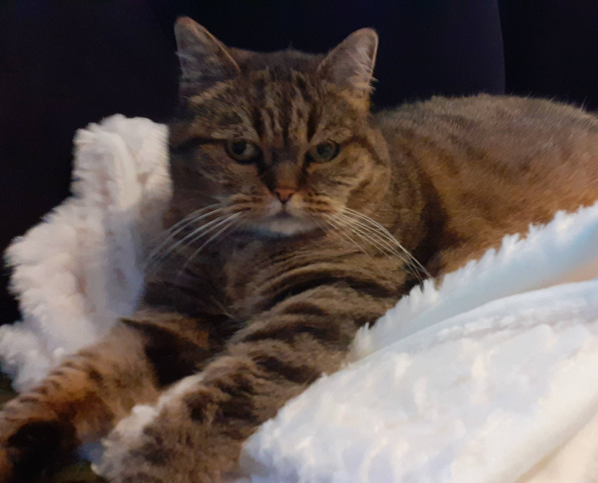 Laika a rejoint le concours — aidez-le/la à gagner de superbes lots ! carnivore, cat, claw, comfort, domestic_short_haired_cat, eye, fawn, felidae, fur, nap, paw, sitting, sleep, small_to_medium_sized_cats, snout, tail, terrestrial_animal, tree, whiskers, wildlife