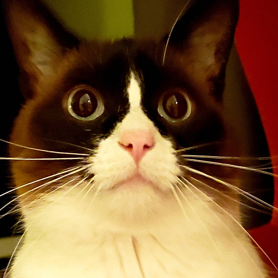 Mr. Anderson is registered to the contest to win money with this photo: carnivore, cat, comfort, domestic_short_haired_cat, ear, felidae, formal_wear, fur, happy, head, iris, jaw, no_expression, small_to_medium_sized_cats, snout, terrestrial_animal, whiskers