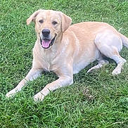 Shocker joined the competition — help win amazing prizes! dog, golden_retriever, labrador, grass, outdoor, pet, canine, animal, lying_down, tongue_out, happy, nature, greenery, summer, playful, friendly, mammal, domestic_animal, fur, ears