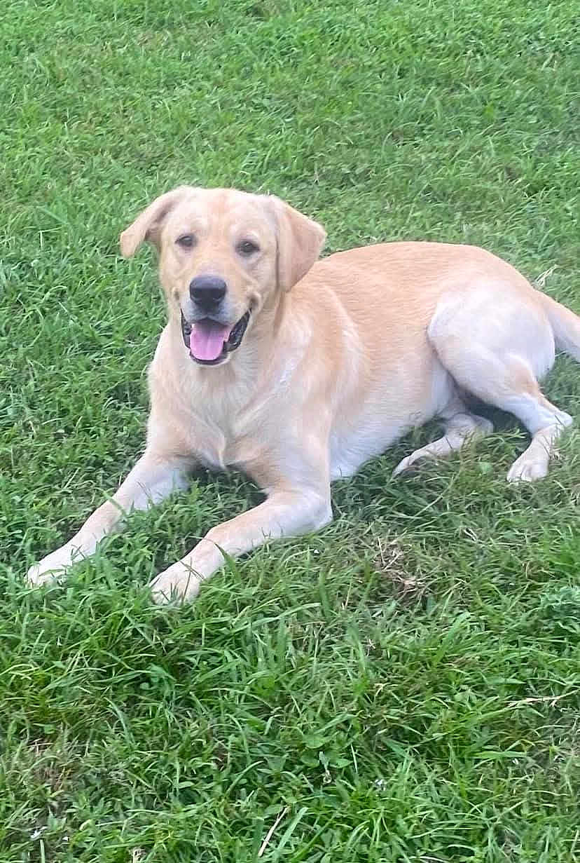 Shocker joined the competition — help win amazing prizes! dog, golden_retriever, labrador, grass, outdoor, pet, canine, animal, lying_down, tongue_out, happy, nature, greenery, summer, playful, friendly, mammal, domestic_animal, fur, ears