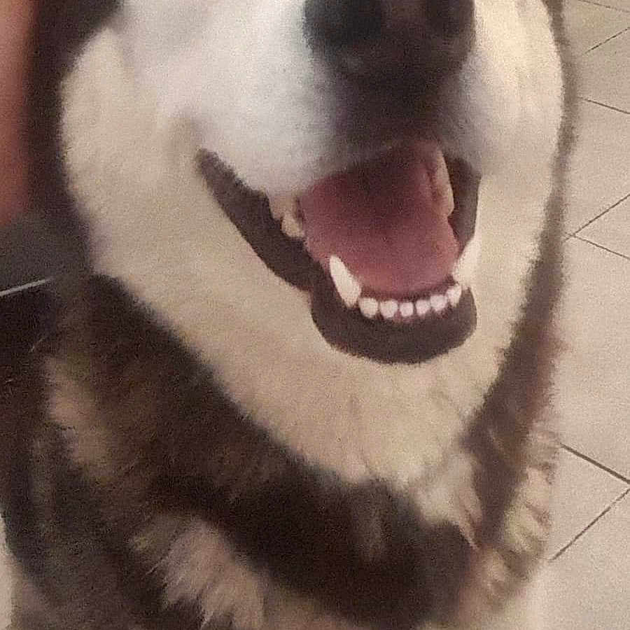 Orka