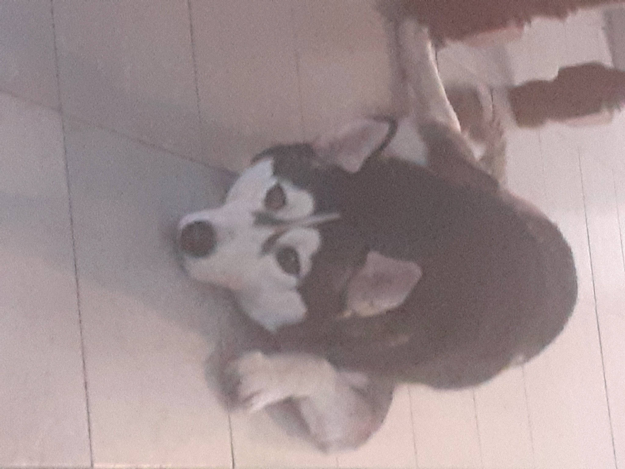 Orka participe au concours pour gagner de l'argent avec cette photo : alaskan_malamute, american_pit_bull_terrier, canidae, carnivore, dog, dog_breed, mammal, nose, siberian_husky, sled_dog, snout, tail