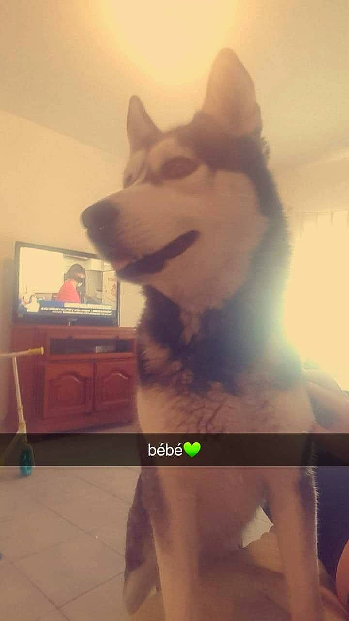 Orka participe au concours pour gagner de l'argent avec cette photo : alaskan_klee_kai, alaskan_malamute, canidae, carnivore, dog, dog_breed, jaw, nose, rare_breed_dog, sakhalin_husky, siberian_husky, sled_dog, snout, tail, tamaskan_dog, wolfdog, working_dog