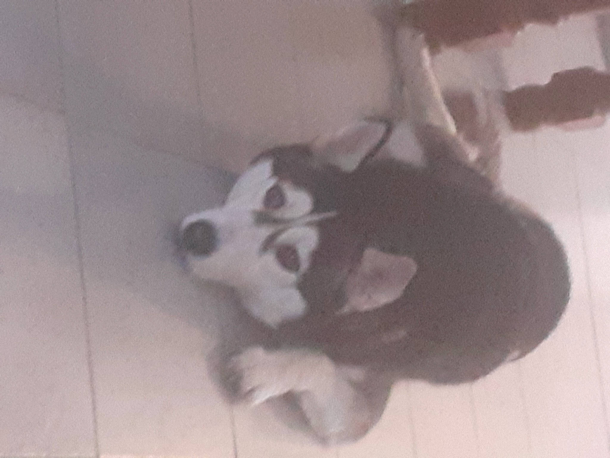 Orka participe au concours pour gagner de l'argent avec cette photo : alaskan_malamute, canidae, carnivore, dog, dog_breed, labrador_husky, mammal, nose, puppy, siberian_husky, sled_dog, snout, tail, vertebrate, working_dog