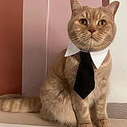 Scott a rejoint le concours — aidez-le/la à gagner de superbes lots ! animal, background, brown_cat, business_attire, cat, closeup, collar, cute, domestic_cat, fashion, feline, fur, indoor, looking_at_camera, pet, portrait, sitting, striped_tail, tie, whiskers