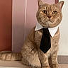 animal, background, brown_cat, business_attire, cat, closeup, collar, cute, domestic_cat, fashion, feline, fur, indoor, looking_at_camera, pet, portrait, sitting, striped_tail, tie, whiskers