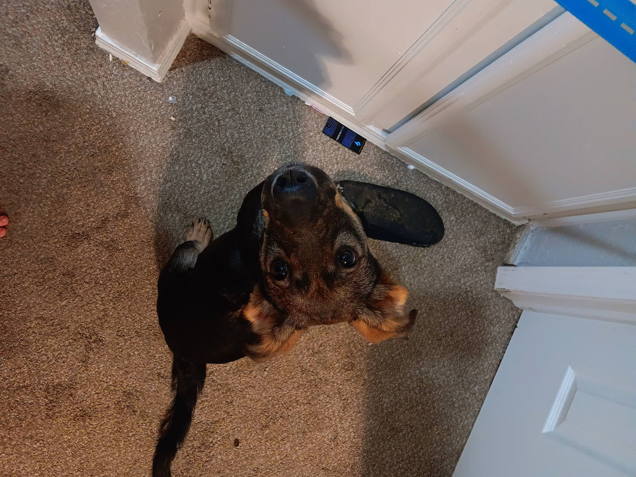 Willow joined the competition — help win amazing prizes! canidae, carnivore, ceiling, companion_dog, dog, dog_breed, ear, fawn, flooring, guard_dog, hardwood, liver, non_sporting_group, paw, pet_supply, snout, sporting_group, tail, terrestrial_animal, working_animal