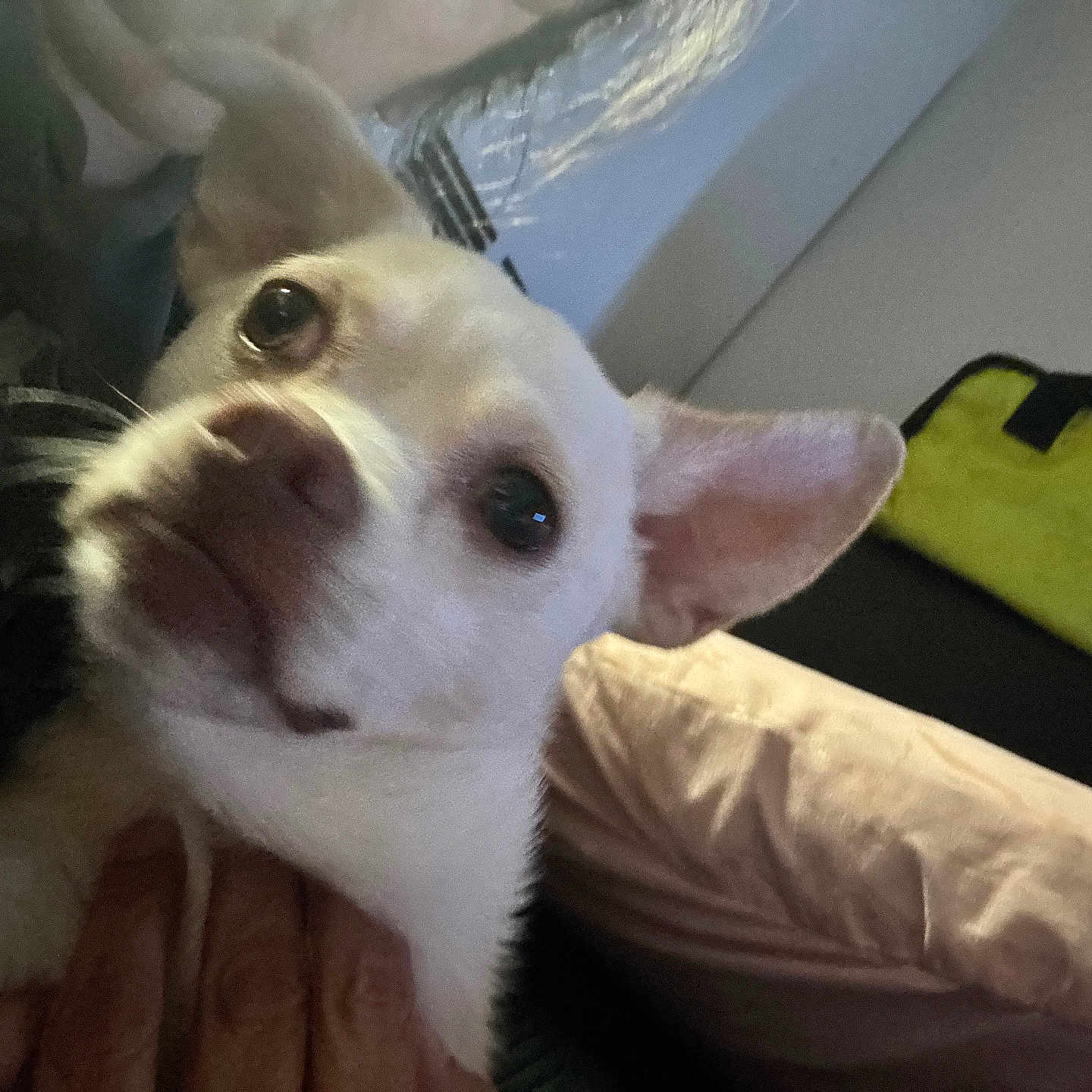 Paco