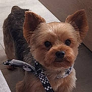 Joy a rejoint le concours — aidez-le/la à gagner de superbes lots ! dog, small_dog, bandana, checkered_bandana, pet, fur, ears, floor, tile_floor, indoor, curious, cute, animal, mammal, companion, looking_up, portrait, domestic_animal, fluffy, adorable