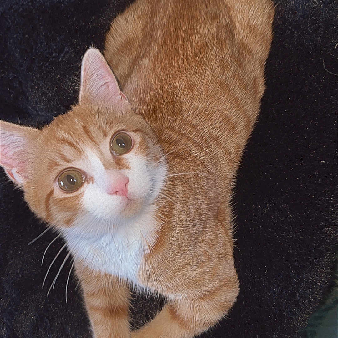 Loki a rejoint le concours — aidez-le/la à gagner de superbes lots ! abyssinian, accessories, animal, armchair, blanket, cat, chair, couch, furniture, hardwood, homedecor, kitten, manx, pet, siamese, strap, towel, wood