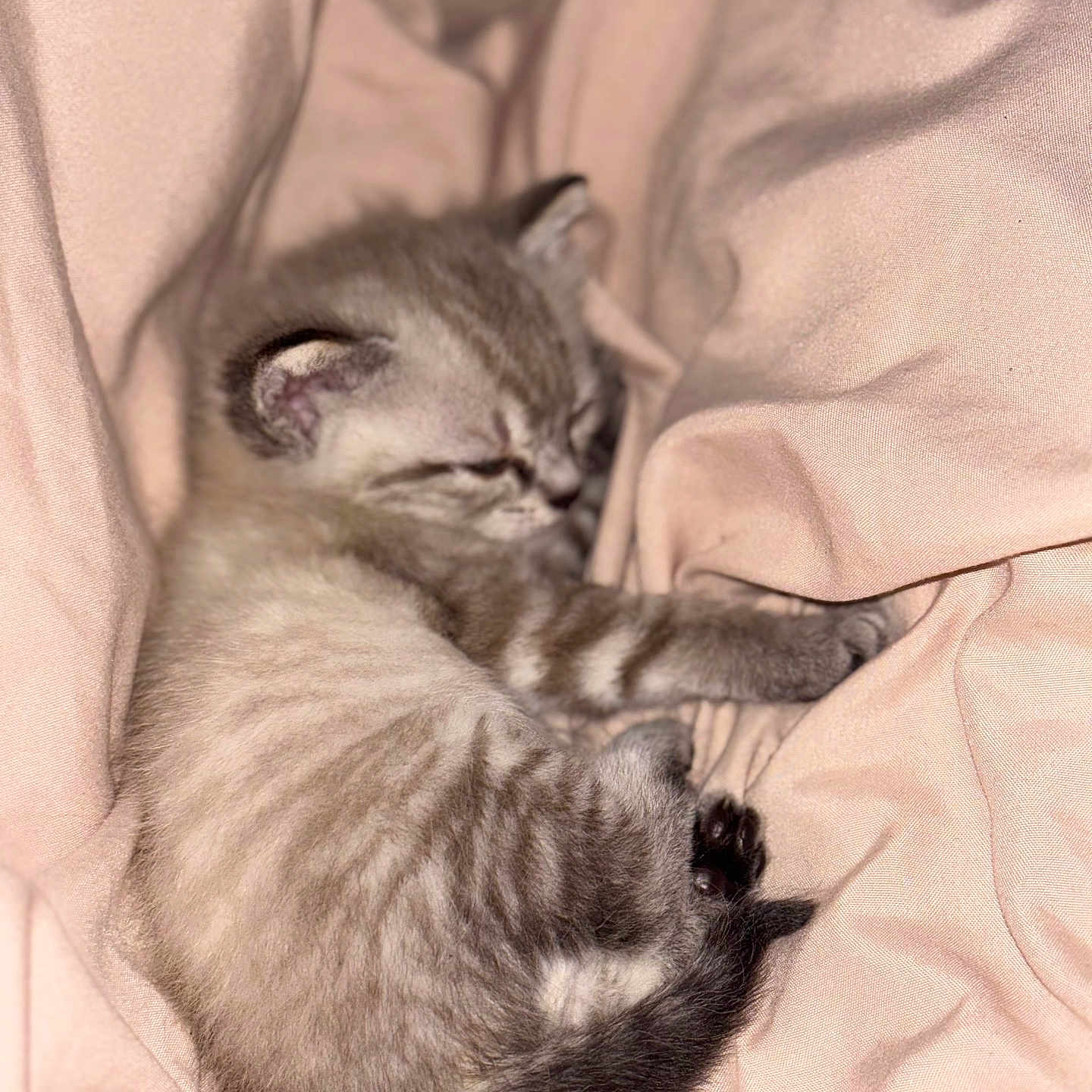 Iris a rejoint le concours — aidez-le/la à gagner de superbes lots ! adorable, animal, blanket, cat, comfort, cozy, cute, cute_pet, domestic_animal, feline, fur, kitten, nap, pet, relaxing, resting, sleeping, small, soft, young
