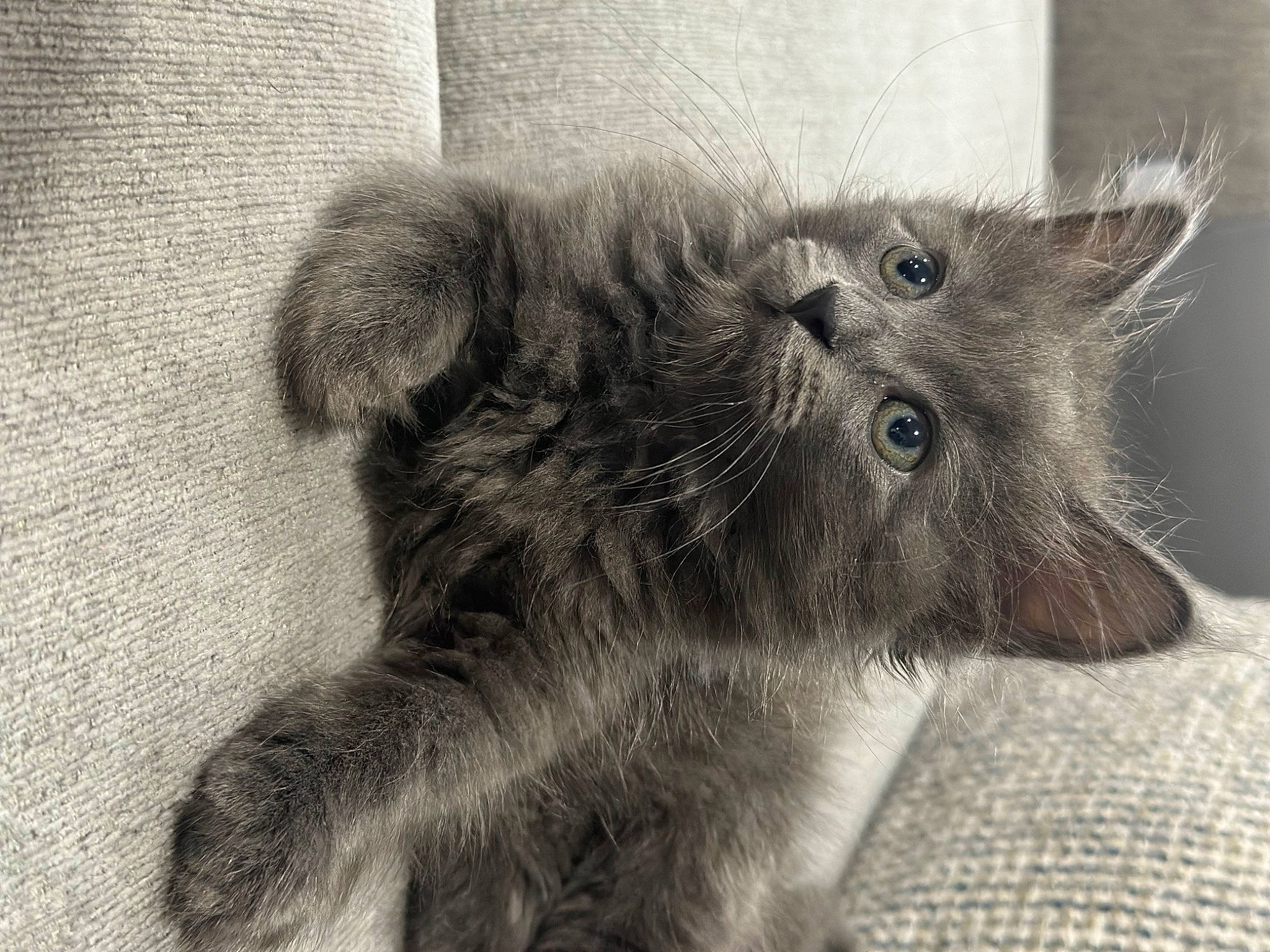 Asher joined the competition — help win amazing prizes! black_cat, canidae, carnivore, cat, claw, dog_breed, domestic_short_haired_cat, felidae, fur, grey, monochrome, monochrome_photography, paw, small_to_medium_sized_cats, snout, terrestrial_animal, whiskers