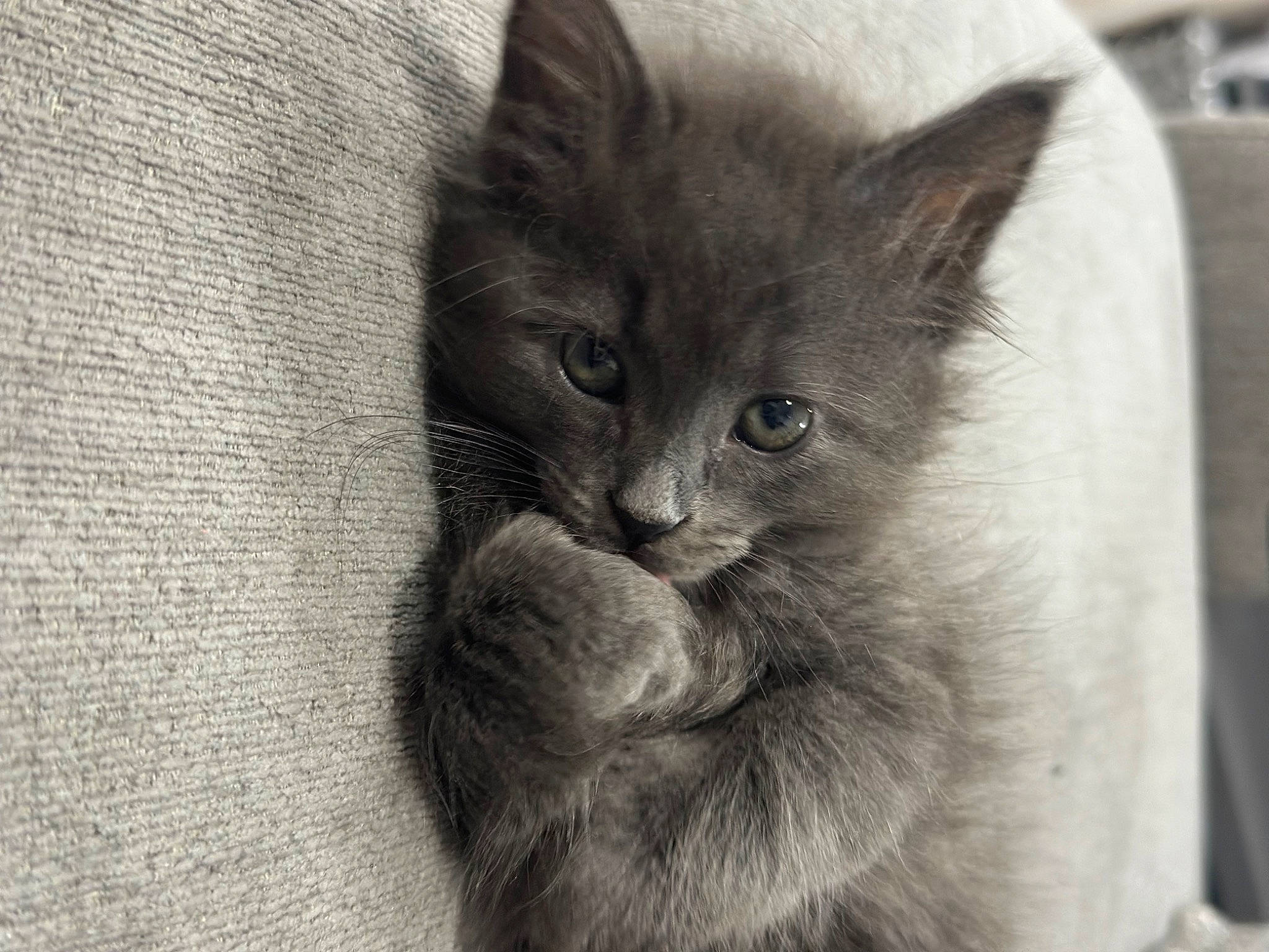 Asher joined the competition — help win amazing prizes! black_cat, carnivore, cat, chartreux, claw, close_up, comfort, domestic_short_haired_cat, eye, felidae, fur, grey, monochrome, monochrome_photography, russian_blue, small_to_medium_sized_cats, terrestrial_animal, whiskers